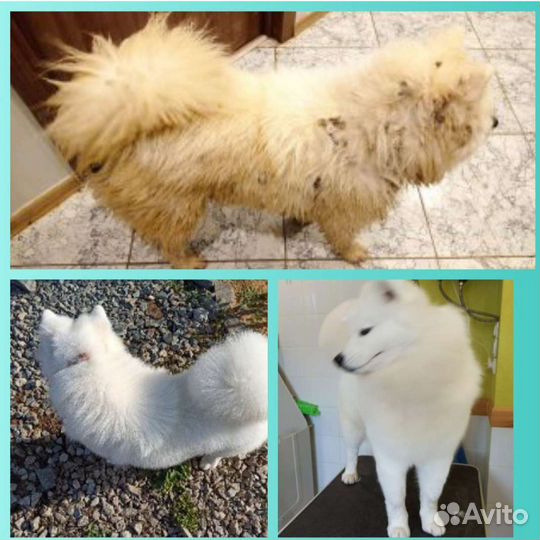 С. Косулино. Груминг. Стрижка кошек и собак