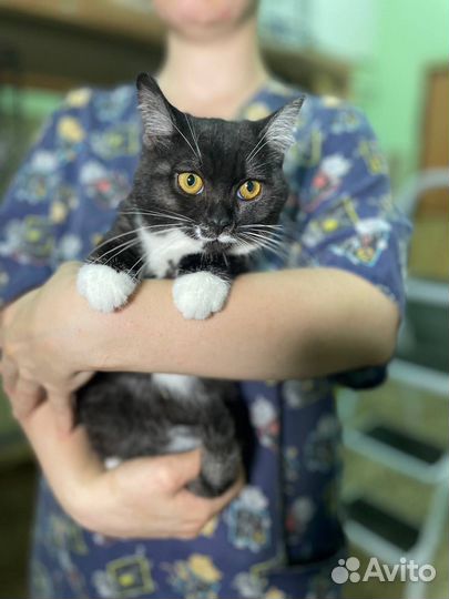 Кошка в дар