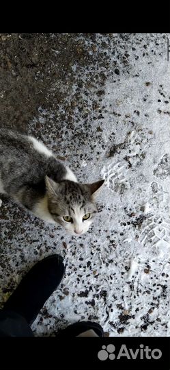 Кошка ищет дом