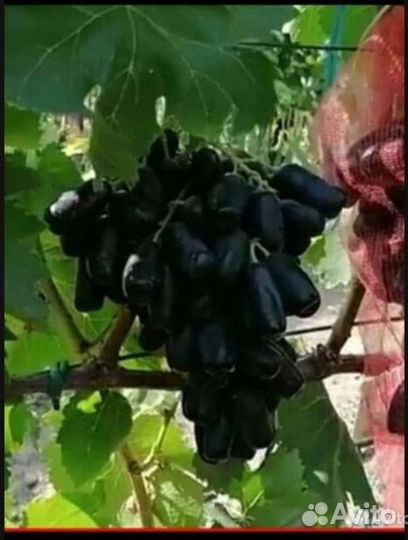 Саженцы винограда