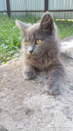 Котёнок девочка бесплатно Кирсанов Овсян.дор.25