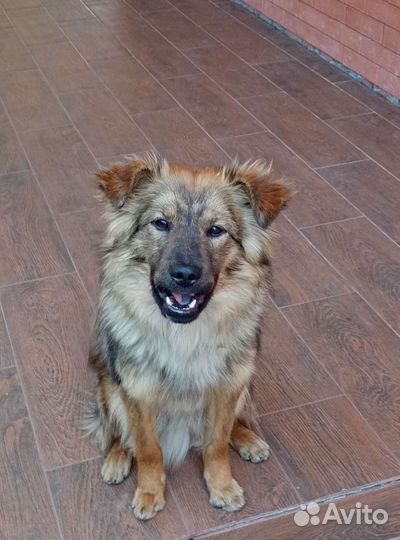 Щенки в дар