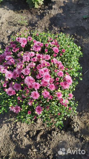 Мульти флора и корейская. Хризантемы