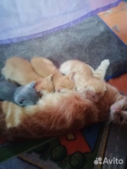 Кошка в дар бесплатно