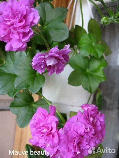 Плющелистная пеларгония