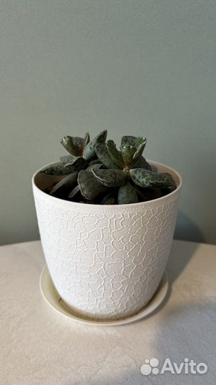 Адромискус