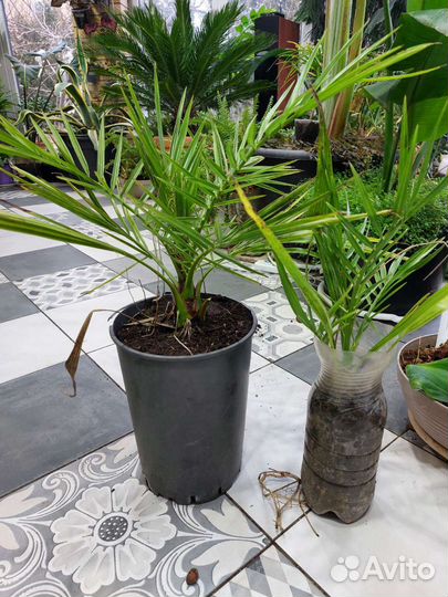 Финик канарский зимующий в Ростове с укрытием