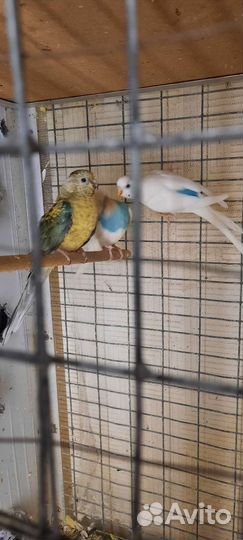 Попугай самка певчие