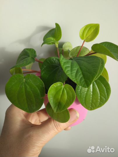 Пеперомии 2 сорта