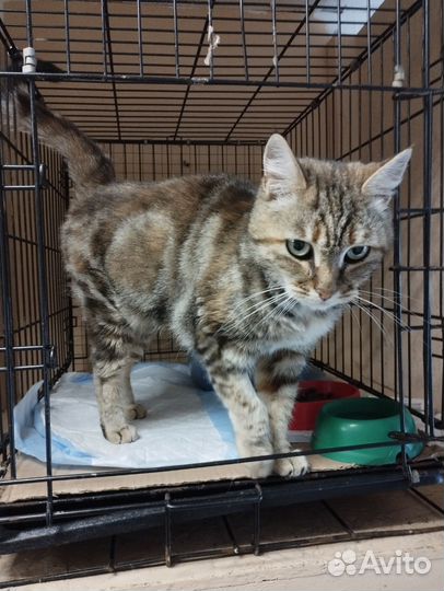 Европейская