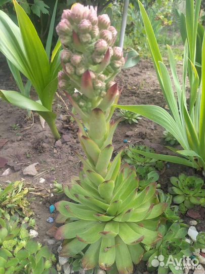 Молодило каменная роза