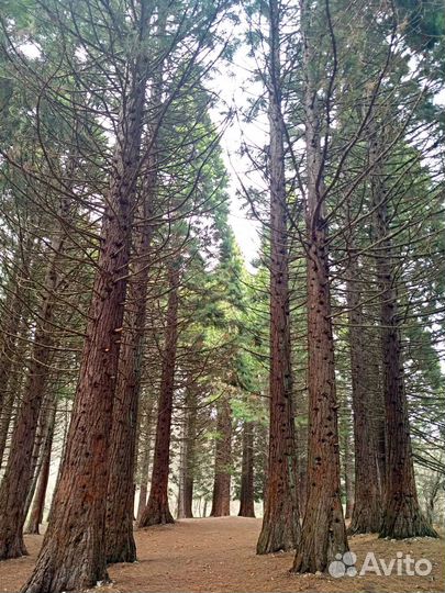 Секвойядендрон гигантеум (Мамонтово дерево)