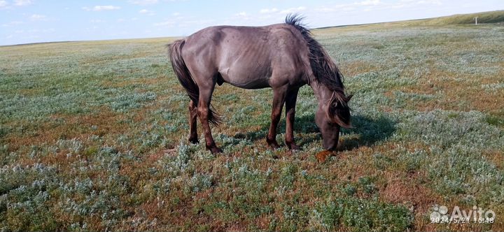 Продам лошадей Башкирской породы