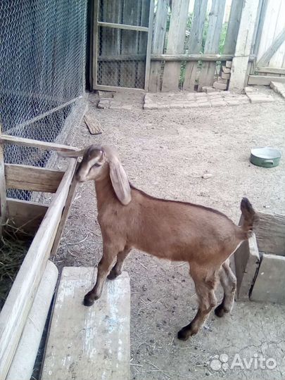 Козлик нубийский