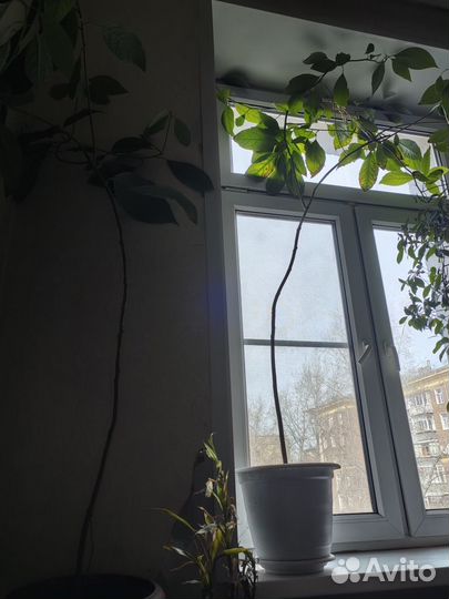 Авакадо 5ти годовалое,трехлетка и двухлетка