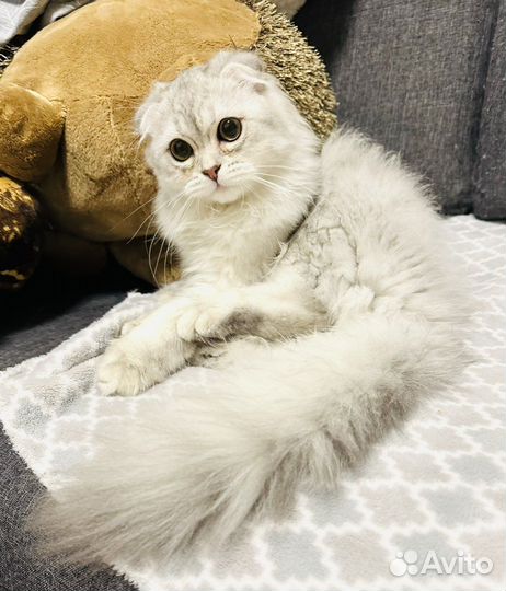 Шотландский вислоухий котенок