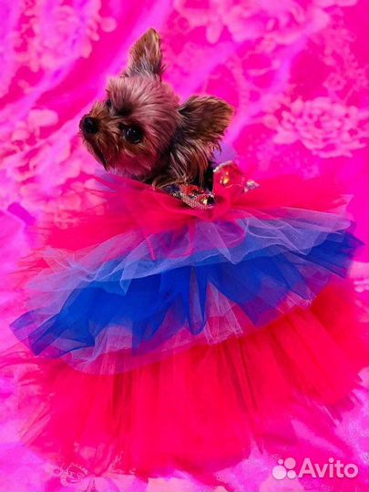 Одежда для маленьких собак