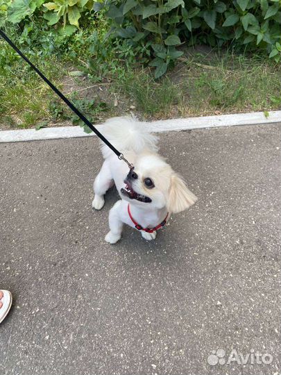 Пекинес для вязки