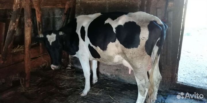 Корова, бык, тёлка, телята