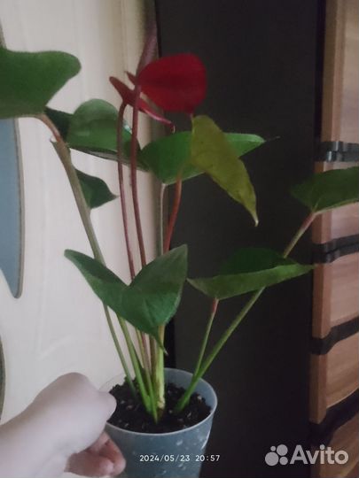 Антуриум,сорт,Деко Ред