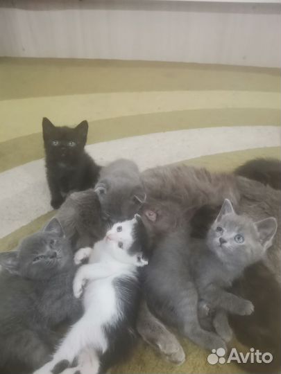 Отдам котят