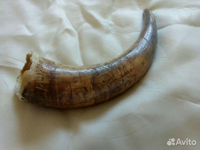 Настоящий рог