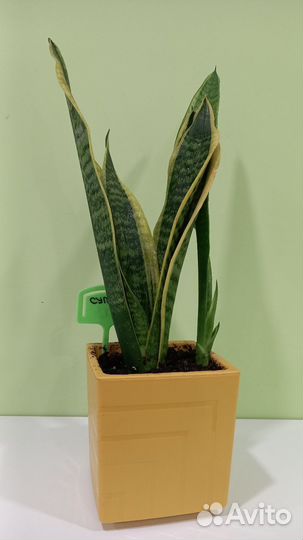 Сансевиерия суперба