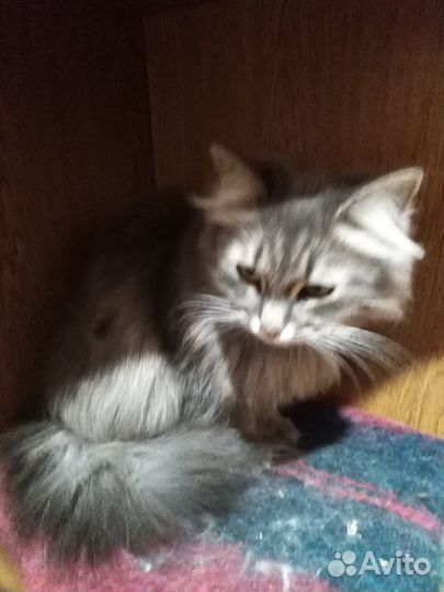 Отдам бесплатно