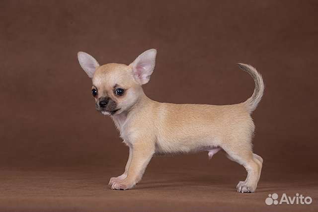 Щенки чихуахуа большой выбор окрасов