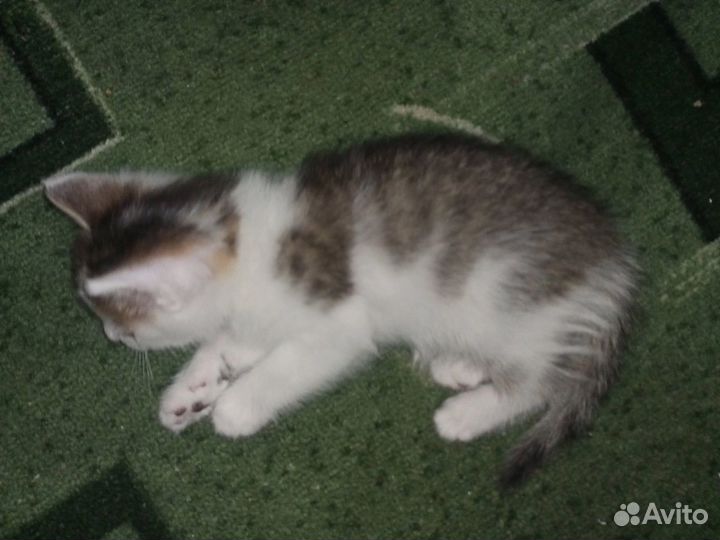 Котенок в добрые руки