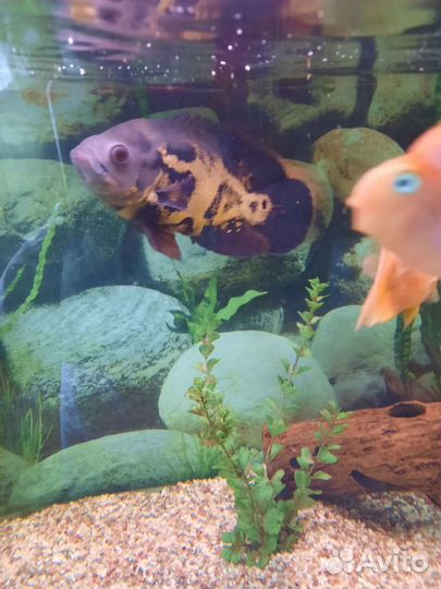 Аквариумные рыбки