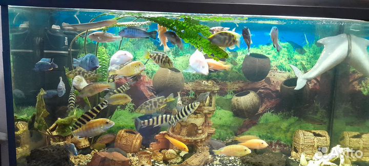 Цихлиды малави