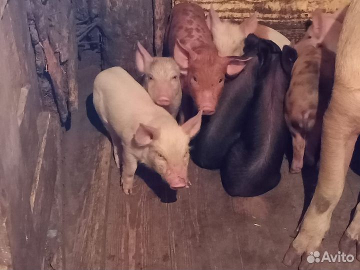 Поросята хороши
