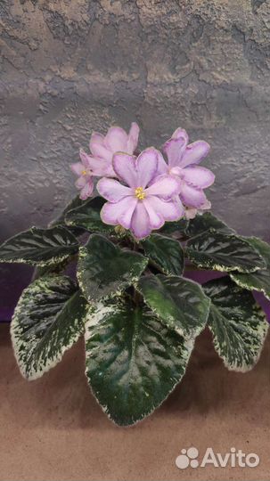 Черенки фиалки на срез