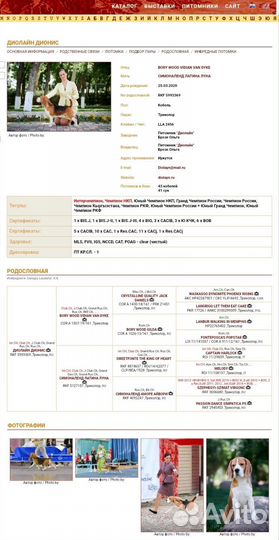 Щенки породы бигль