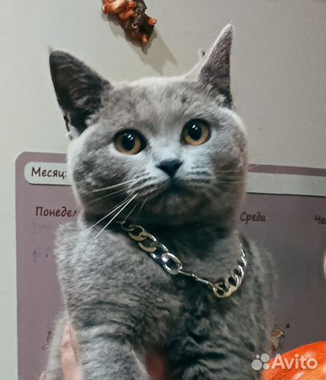 Британские котята