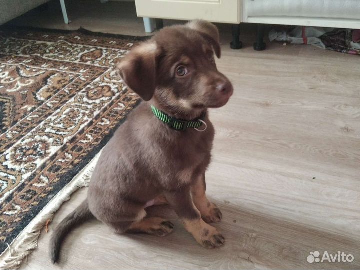 Домашние животные собаки