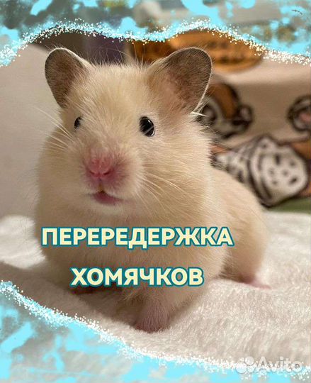 Присмотрю за вашими хомками на время вашего отпуск