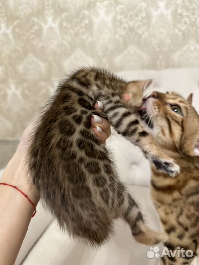 Бенгальские котята