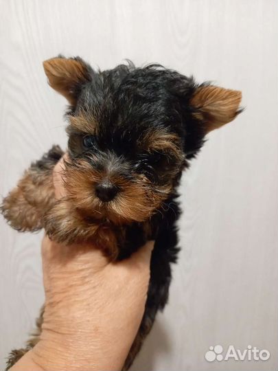 Щеночки йорики