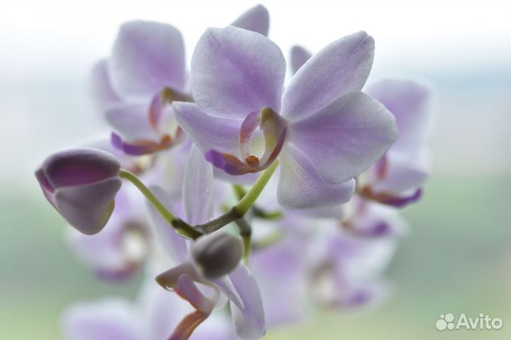 Орхидея фаленопсис