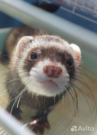 Продам хорька