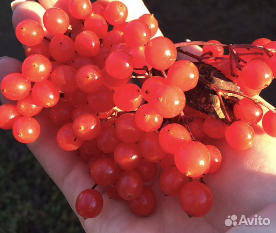 Калина замороженная купить в Санкт-Петербурге | Товары для дома и дачи ...