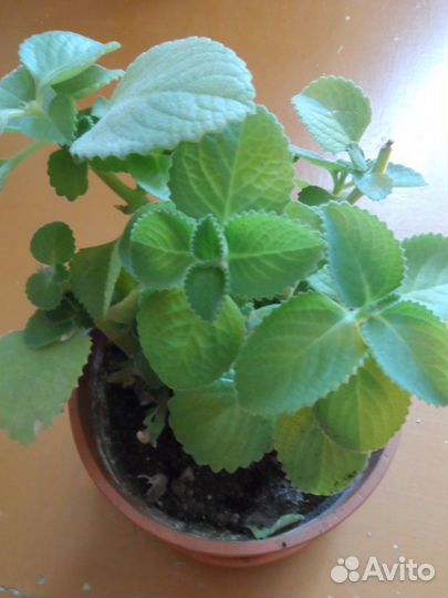 Мята комнатная и др