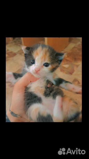 Отдам котят в добрые ручки