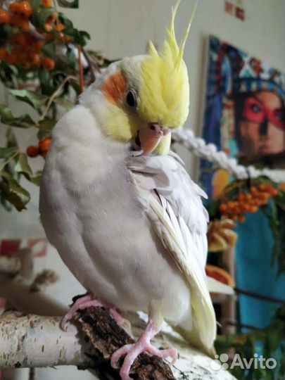 Попугай корелла