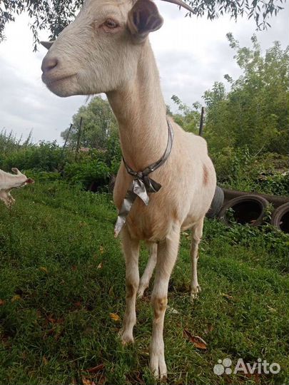 Заанонубийские козы