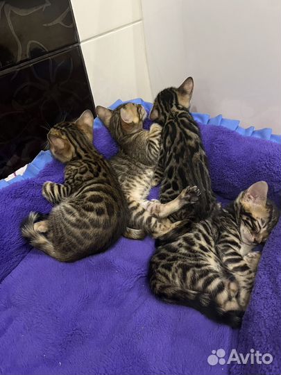 Бенгальские котята