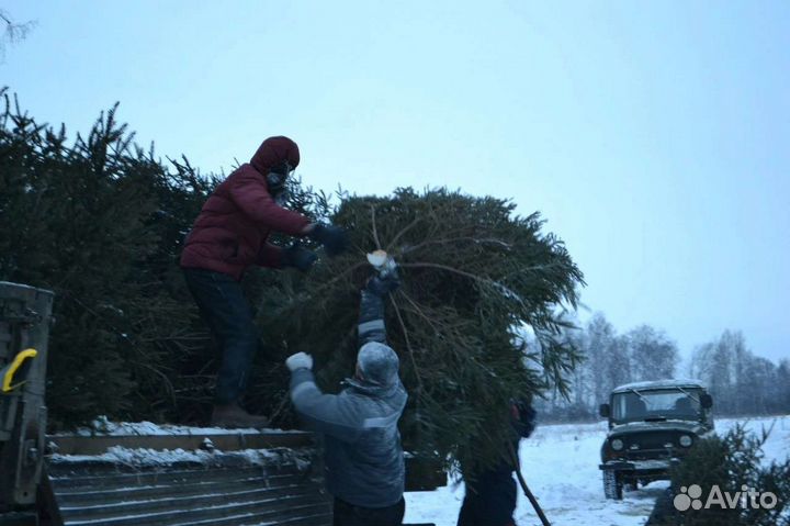 Елка новогодняя живая, сосна, пихта