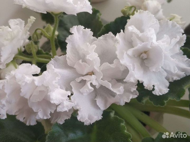 Фиалки сортовые